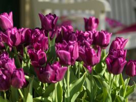 Tulip Triumph Passionale
